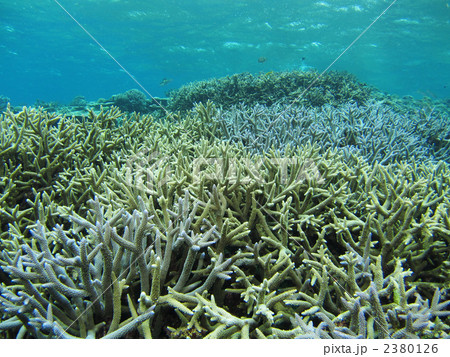 サンゴ 2380126