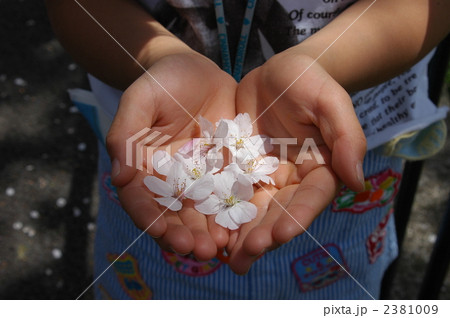 手のひらの桜 手のひらの桜 2381009