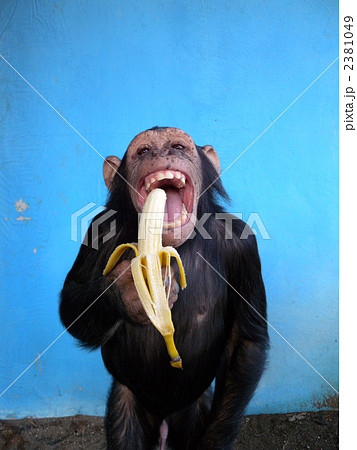 陸上動物 チンパンジー バナナの写真素材 [2381049] - PIXTA