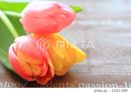 チューリップと英文ペーパー 2381386