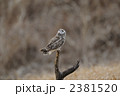 コミミズク 2381520