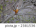 カワセミのディスプレイ 2381536