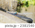 ギンブナを獲ったカワセミ 2381540