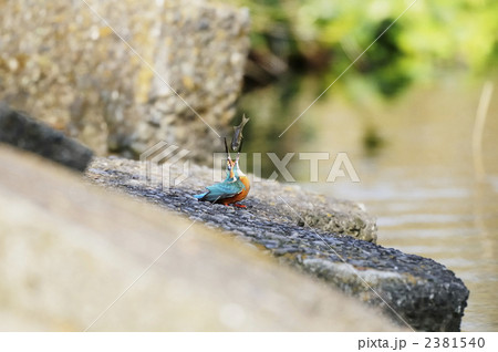 ギンブナを獲ったカワセミ ギンブナを獲ったカワセミ 2381540