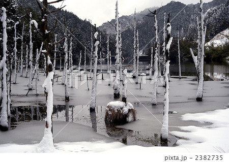 枯立木の雪景 枯立木の雪景 2382735