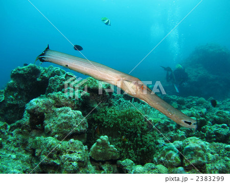 ヘラヤガラ 2383299