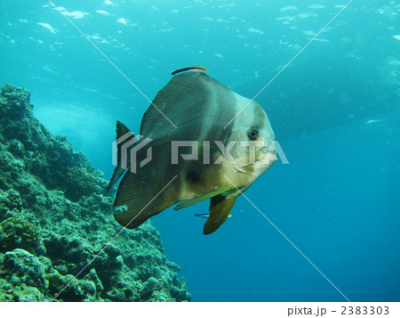 ツバメウオ ツバメウオ 2383303