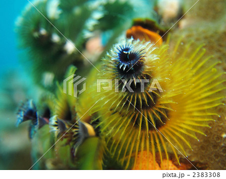 イバラカンザシ 2383308