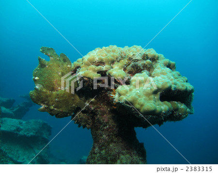 オオモンカエルアンコウ 2383315