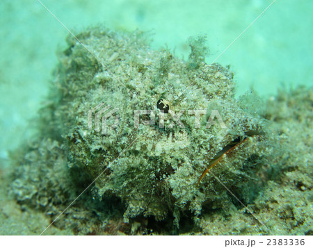 サツマカサゴ 2383336