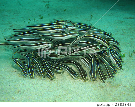 ゴンズイ ゴンズイ 2383342