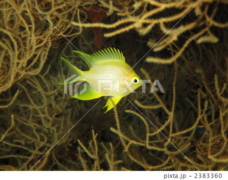 ヤマブキスズメダイ 2383360