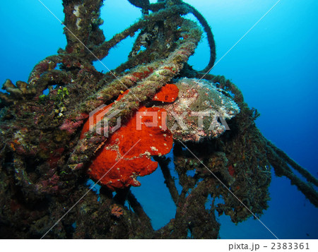 オオモンカエルアンコウ 2383361