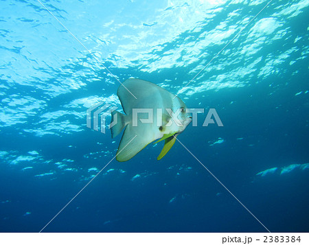 ツバメウオ 2383384