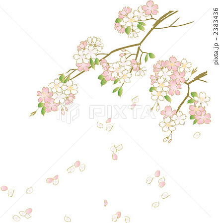 桜 結婚 散るのイラスト素材