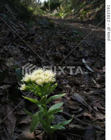 山道に咲くフキノトウ 2383591