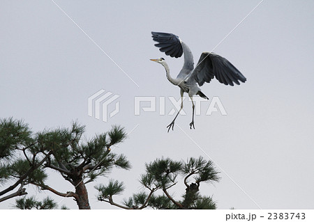 舞い上がる蒼鷺 2383743