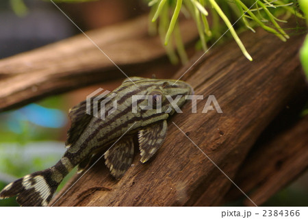 グリーンロイヤルプレコ グリーンロイヤルプレコ 2384366