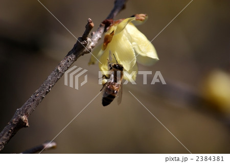 梅の花とミツバチ 梅の花とミツバチ 2384381