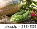 ゴーヤー 2384535