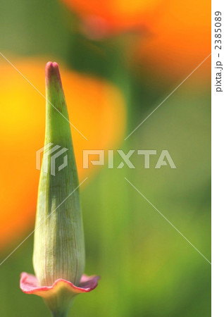 ハナビシソウ(花菱草) ハナビシソウ(花菱草) 2385089