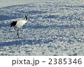 雪原の丹頂鶴 2385346