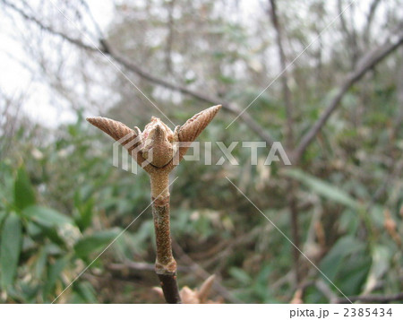 オオカメノキの新芽 オオカメノキの新芽 2385434