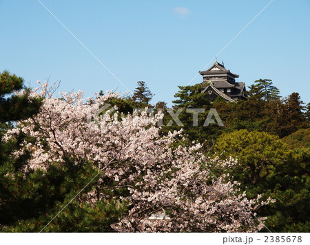 桜の上の松江城 2385678