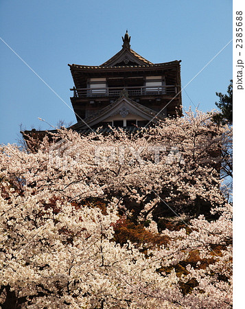 桜の上の丸岡城 2385688