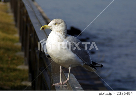 85690　USA　ニューヨーク　カモメ 2386494