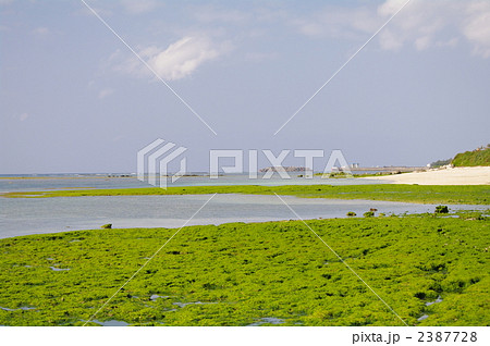 アーサが広がる沖縄の冬の海 2387728