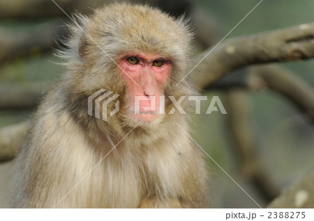ニホンザル 2388275