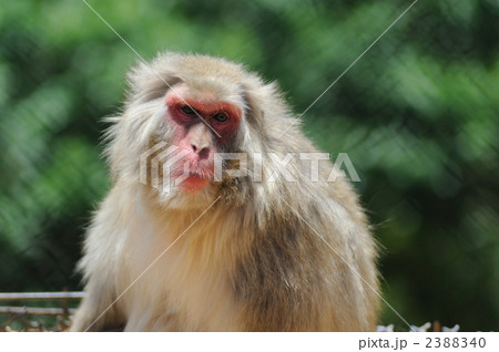 ニホンザル ニホンザル 2388340