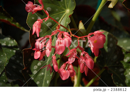 コダチベコニア 2388612