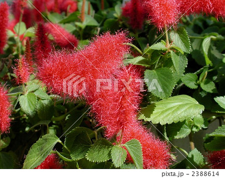 キャットテール キャットテール 2388614