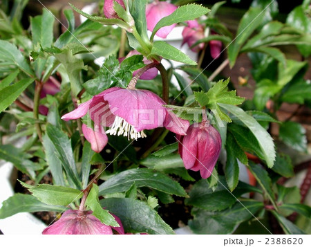 クリスマスローズ 2388620