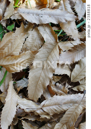 やがて豊かな土となる 2388818