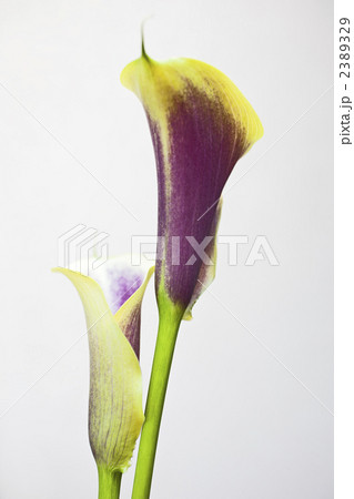 カラー_08 2389329