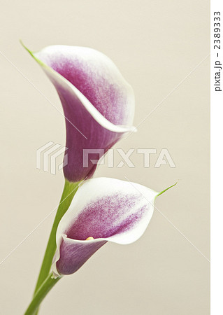 カラー_15 カラー_15 2389333