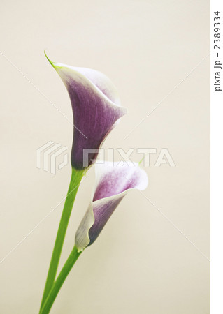 カラー_17 2389334