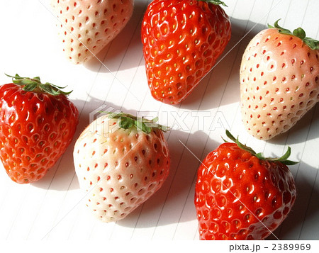 紅白イチゴ　ミックス４ 2389969
