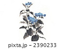 紫陽花 紫陽花 2390233