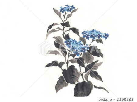 紫陽花 2390233