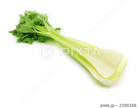 セロリ 2390266
