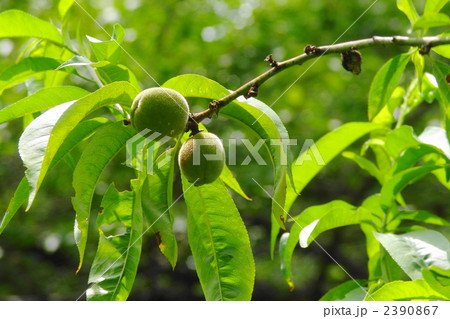 6月実　ウメ(実ウメ)・バラ科01 2390867