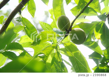 6月実 ウメ(実ウメ)・バラ科02 6月実 ウメ(実ウメ)・バラ科02 2390868