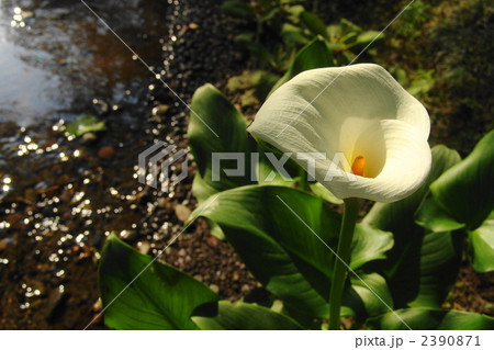 6月　カラー・サトイモ科20 2390871