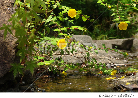 6月　キンシバイ・オトギリソウ科10 2390877