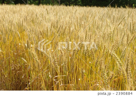 6月 コムギ・イネ科16 6月 コムギ・イネ科16 2390884