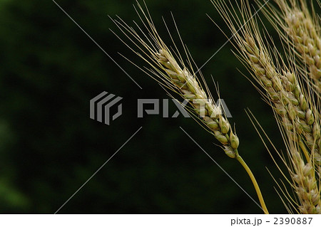 6月　コムギ・イネ科19 2390887